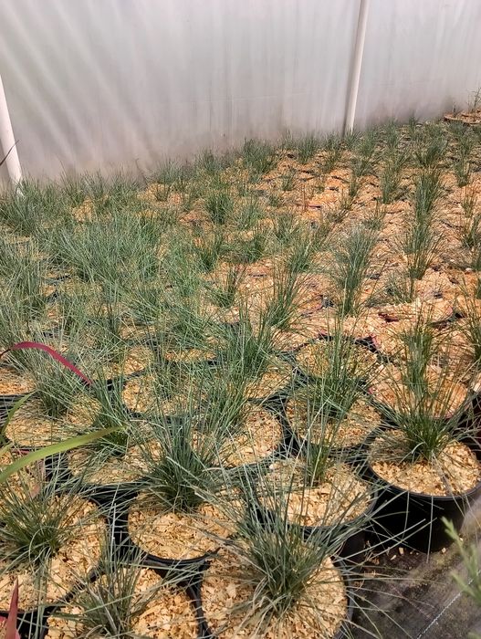 Iarbă Albastră – Festuca valesiaca Glaucantha