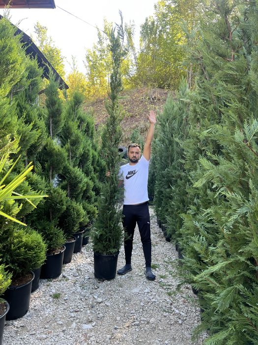 Plante ornamentale de orice specie