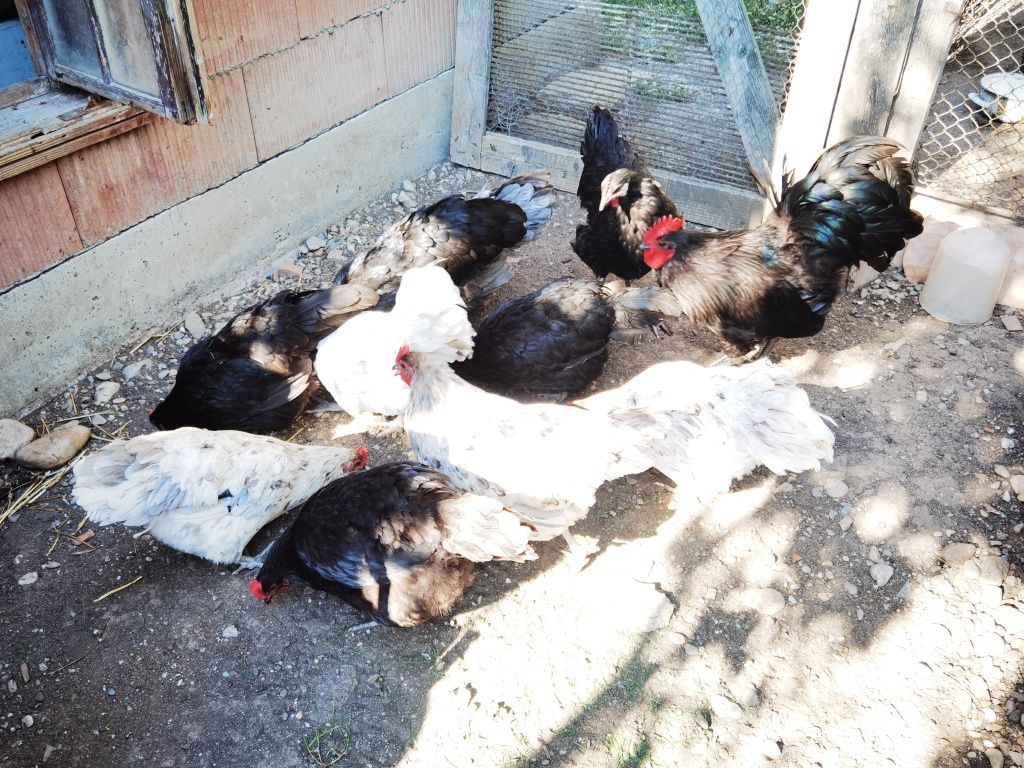 Vând două familii de găini ouătoare australop