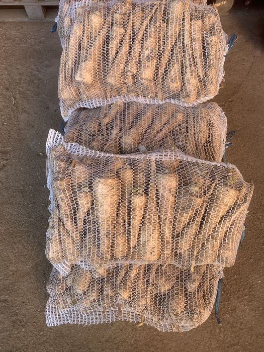 Vand patrunjel lung si frumos