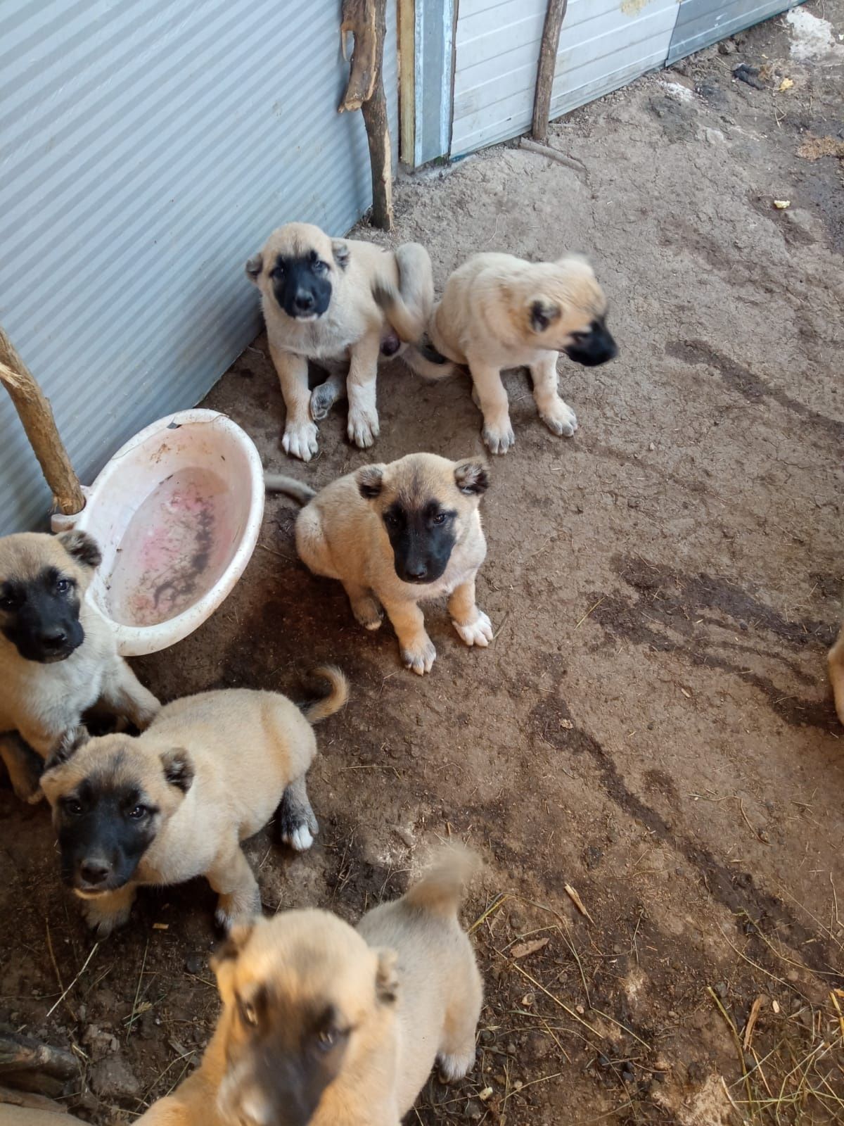 Disponibili căței Kangal