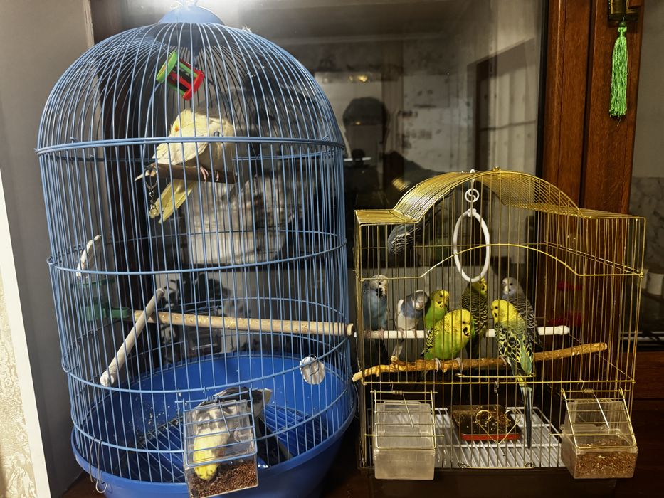 Попугаи кореллы ручные и 8 волнистиков