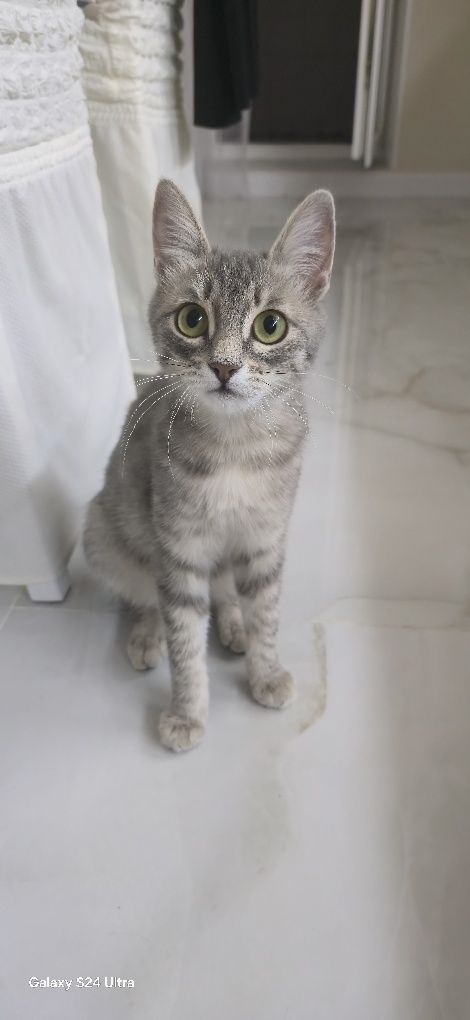 Кошка ласковая игривая кушает домашнюю еду и корм для кошек