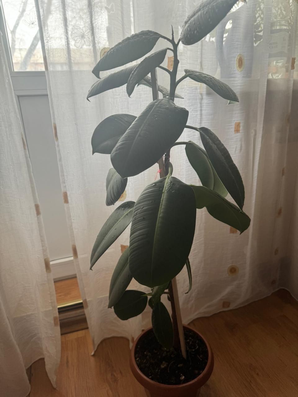 Продам комнатное растение Фикус 75 см