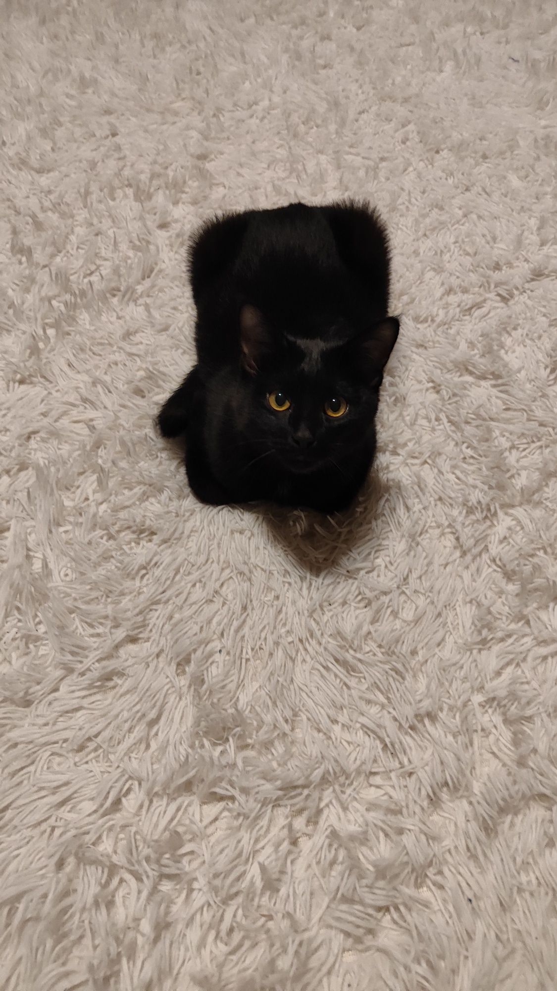 Кошки. Мысықтар.