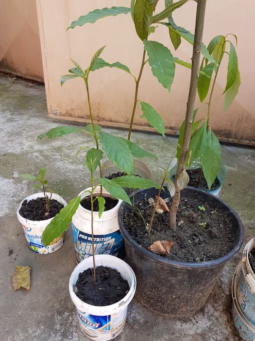 Avocado plante in ghiveci 50-80cm