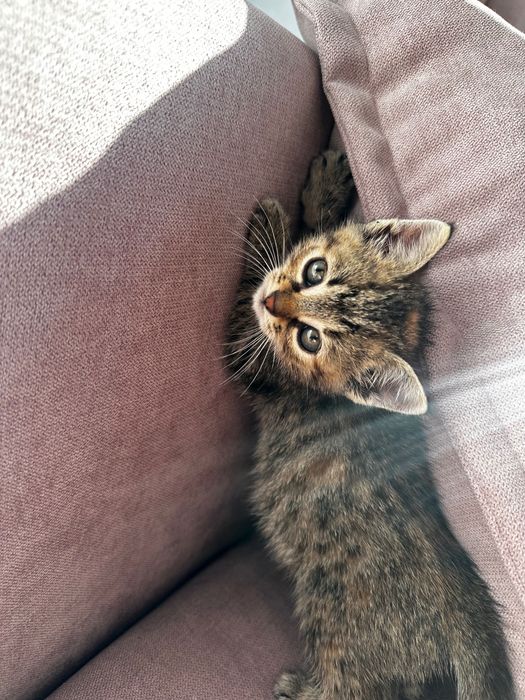 Ofer spre adopție o pisicuță adorabilă!