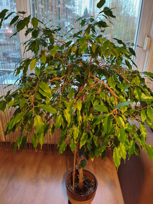 Продавам Бенджамин