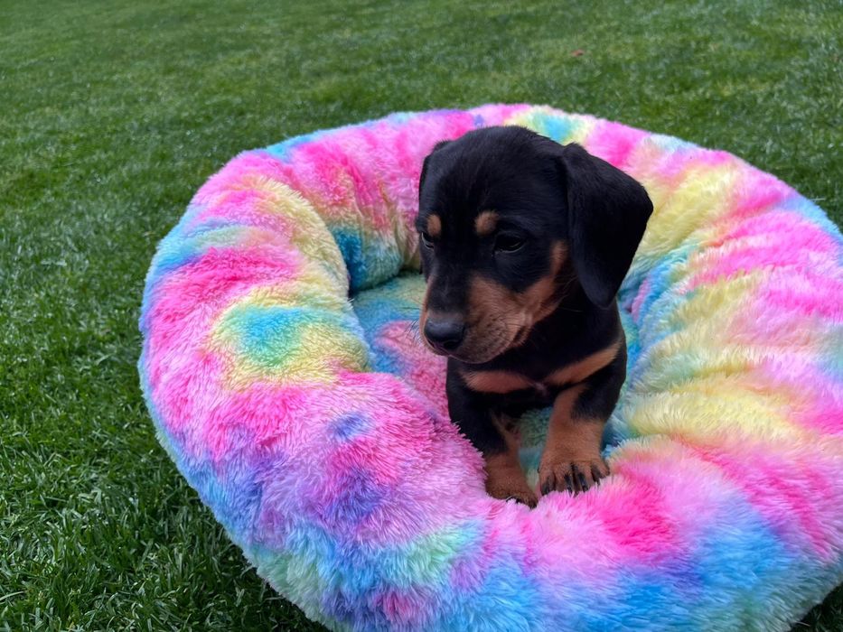 Ultimul mascul Teckel disponibil