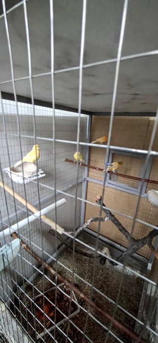 Продам канареек 3 самца и 1 самец