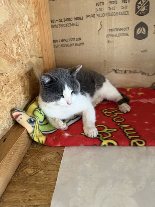 Бесплатно в добрые руки