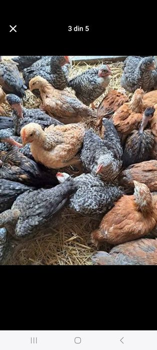 Vindem pui de carne pui rasă mixtă rate gaini albe și gaini roși .