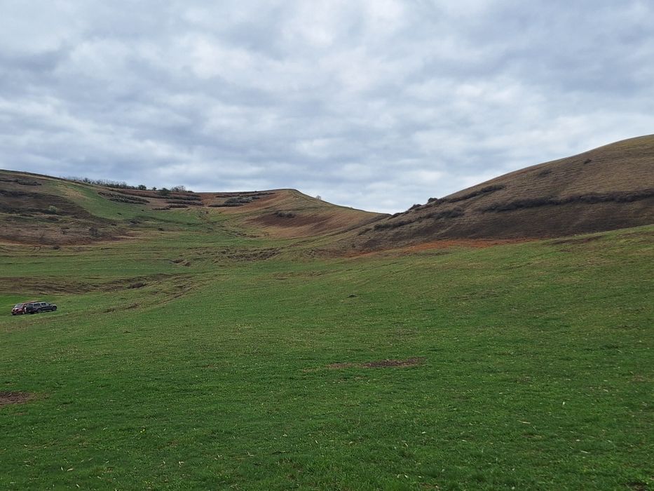 Curatam/Defrisam pasuni