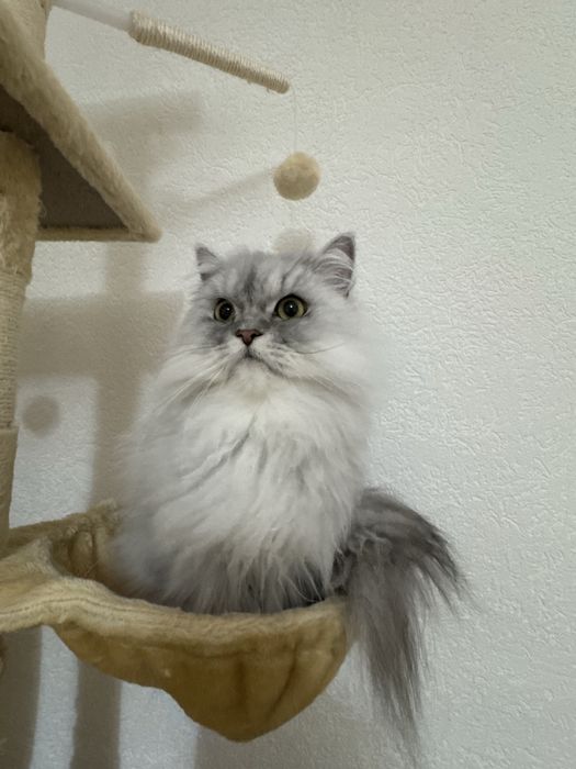 Donez pisica persana chinchilla