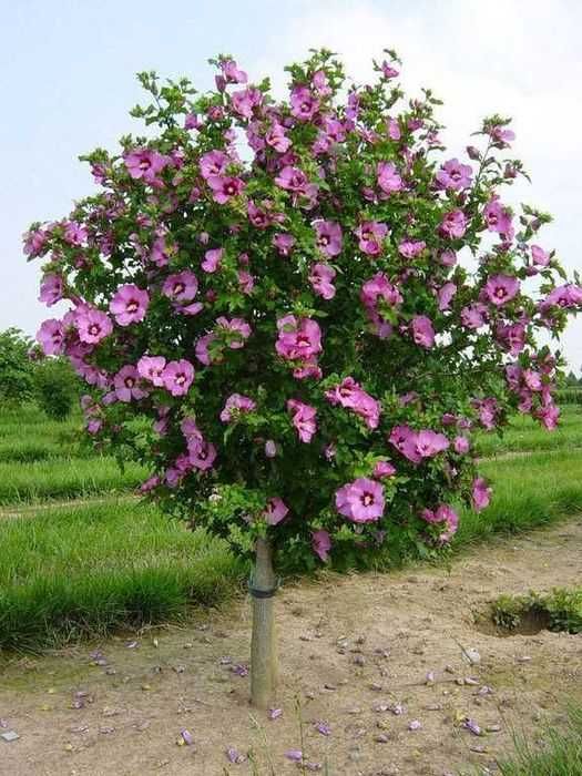 Puieti hibiscus culoare alb si mov
