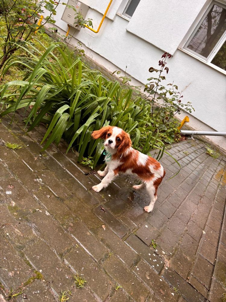 Cavalier king Charles blenheim