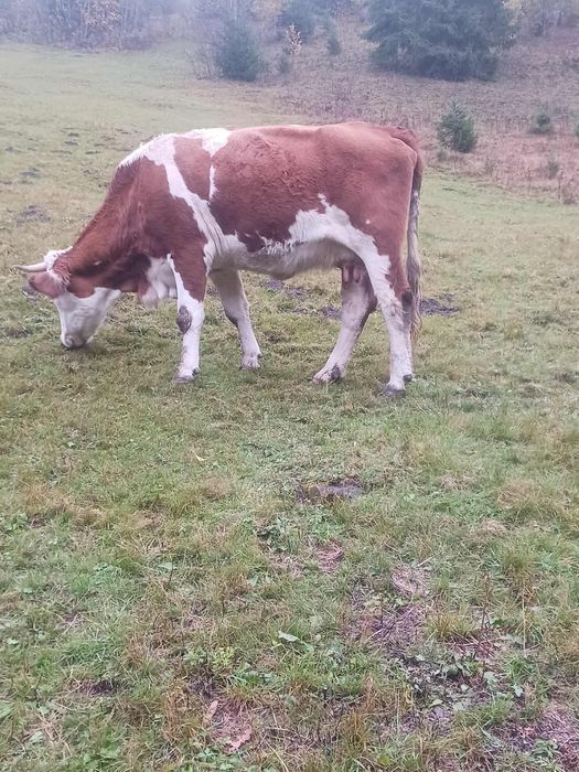 Vând vaci tinere Bălțată românească