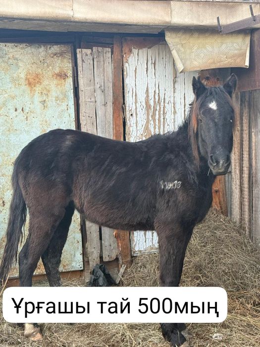 Продам лошадей срочно