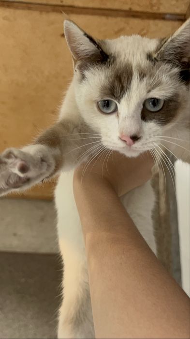 Отдам бесплатно кошку в добрые руки