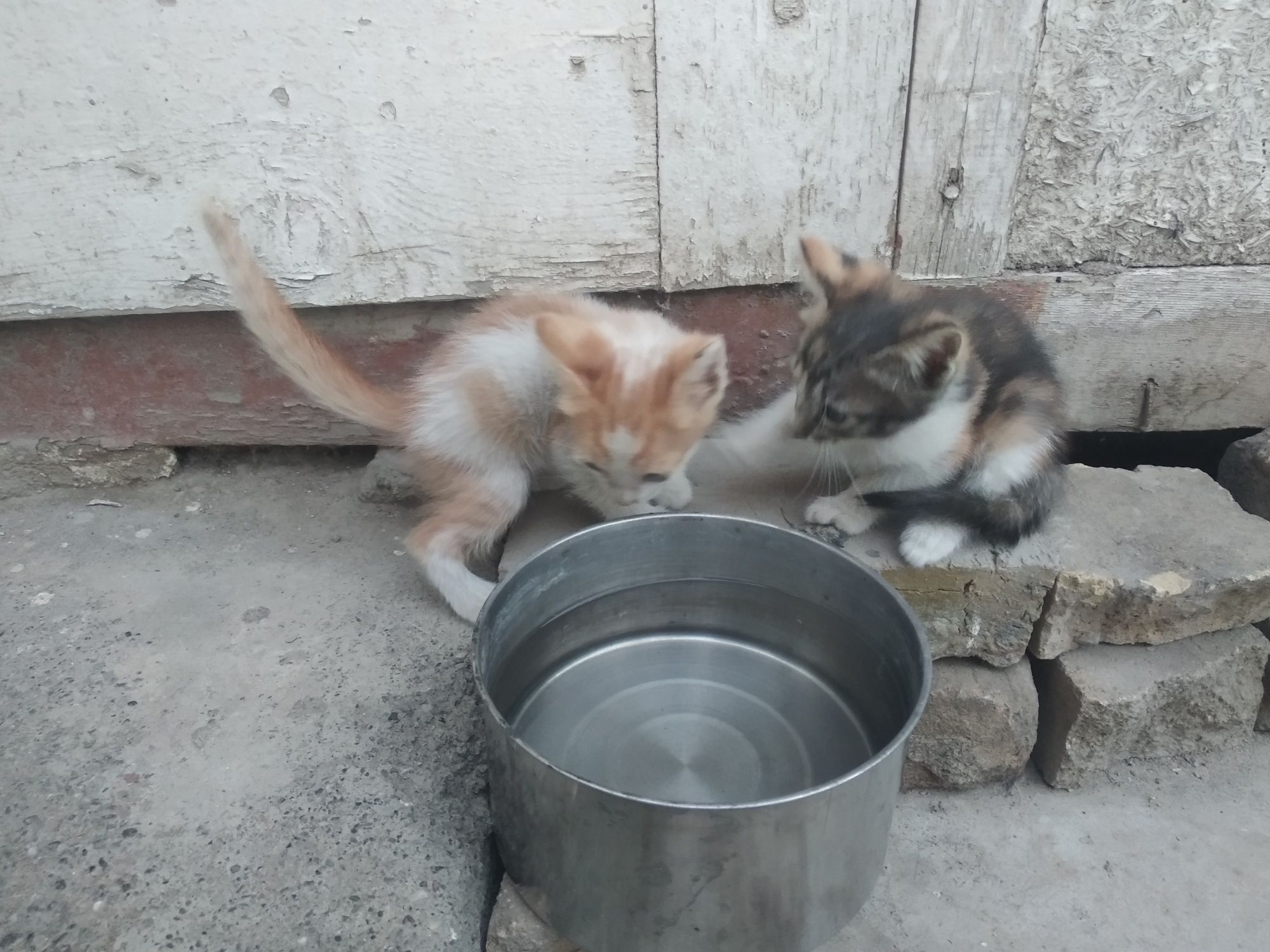 Кошки крошки бесплатно