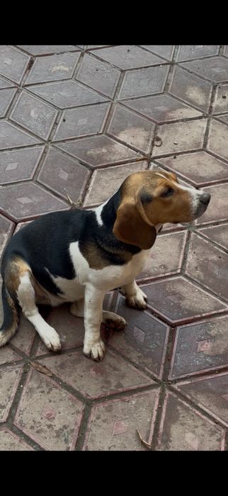 Beagle catelsa de 6 luni