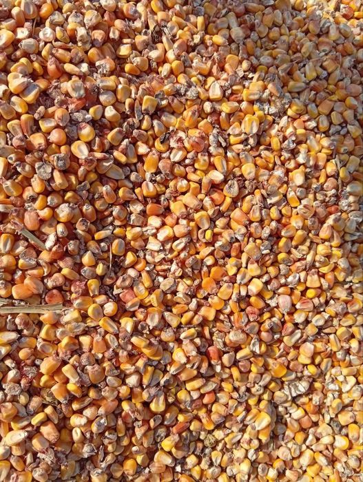 Makkajohori johori don Макка жохори кукуруз