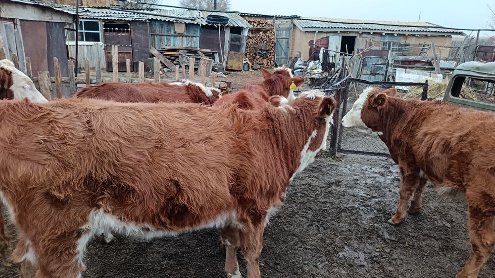 Продам тёлок. Подсос на откорме.