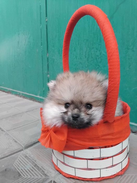 Щенок немецкого шпица