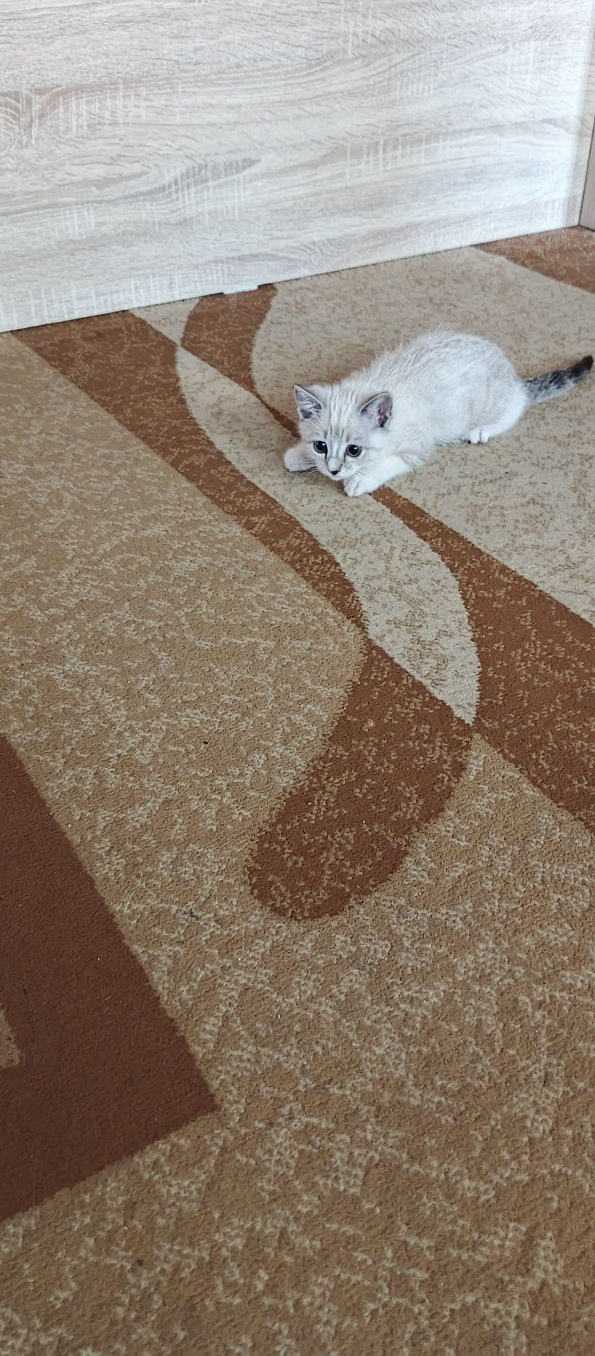 Продается котик смешанный