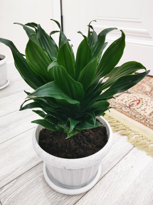 Красивые растения, доставка