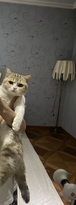 Zalatistiy Shinshila