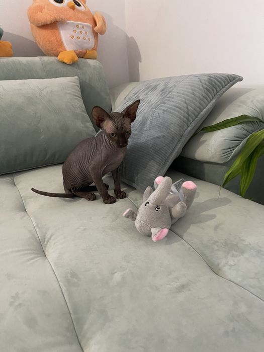 Sphinx pui  drăgălași de trei luni