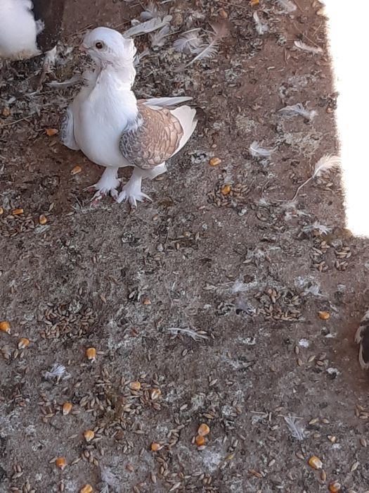 Vand o perechi de satineți  și un mascul de anul asta posta