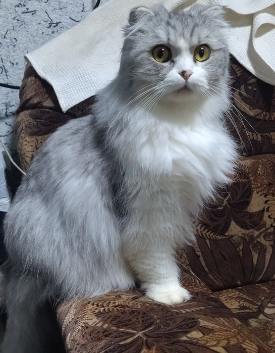 Продаётся шотландская вислоухая хайленд