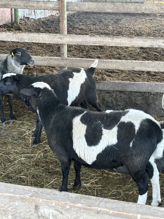 Овечки кросс  F1