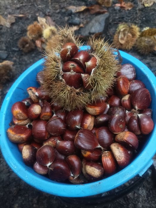 Castane proaspete culese