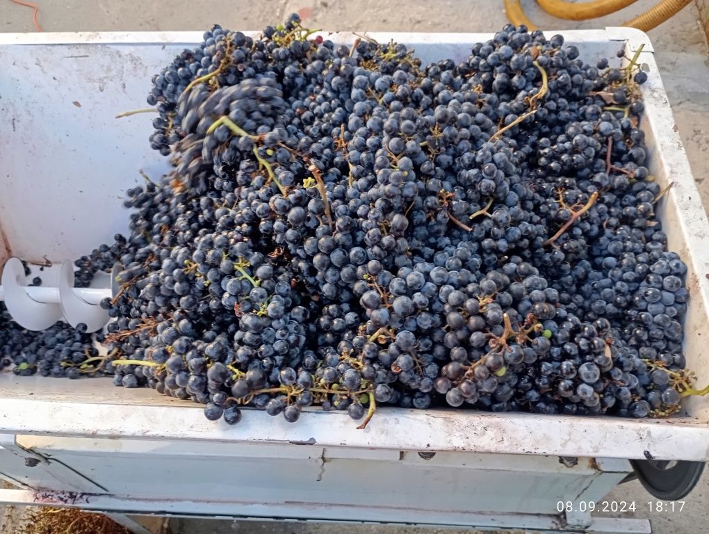 Мелене и продажба на Грозде мерло и каберне.