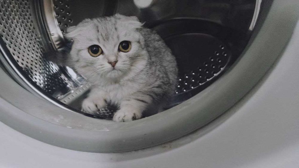 Продам котенка девочку