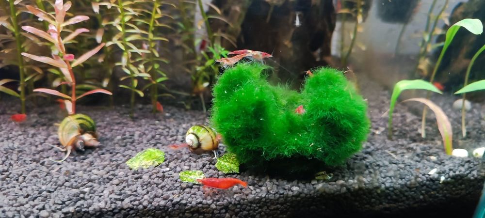 Creveti neocaridina , melci , pesti