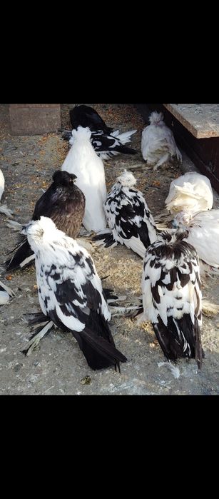 Porumbei toboșari germani