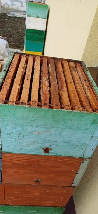 Vând schimb caturi albine