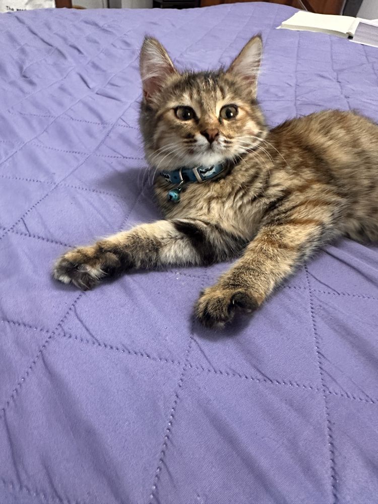 Котенок ишеть дом