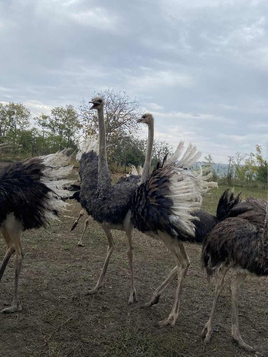 Struti africani vand sau sacrific