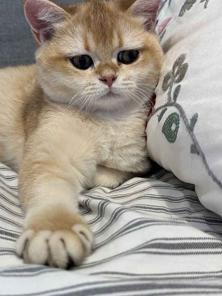 British shorthair golden shell, fetita !! FELISA AUTORIZATA !!!