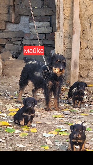 ягдтериер кучета