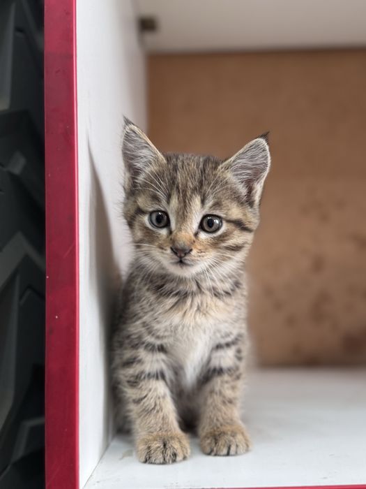 Отдам в хорошие руки котенка котенок
