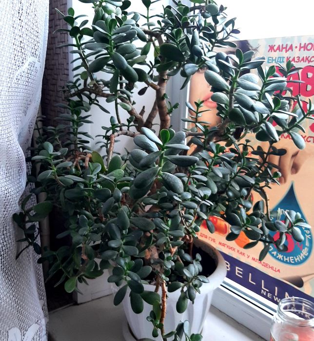 Денежное дерево 15.000 притянет финансы