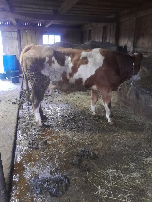 Vând juninca a2 fatare