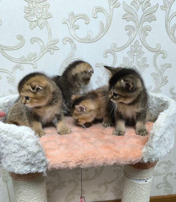 Продаются очаровательные котята с редким окрасом золотая шиншилла