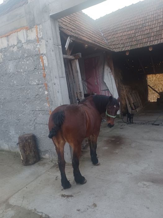 Vand armasar de 3 ani